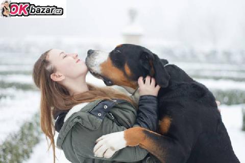 Velky svajciarsky salasnicky pes